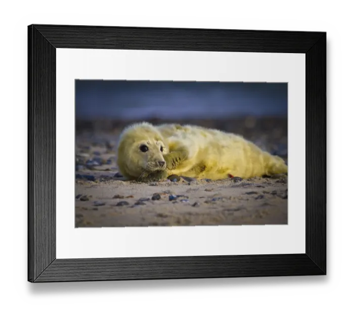 Framed Print : Young grey seal, only a few hours old Framed Print : Young grey seal, only a few hours old