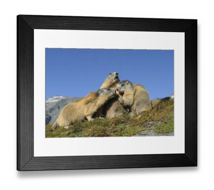 Framed Print : Marmots, Marmota marmota, Hohe Tauern National Park Framed Print : Marmots, Marmota marmota, Hohe Tauern National Park