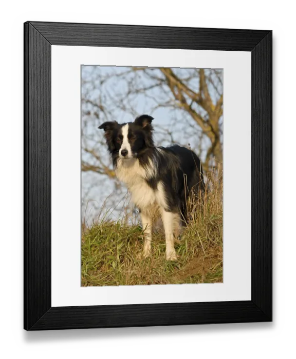 Framed Print : Border Collie standing next to a bush