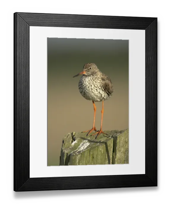 Framed Print : Common Redshank (Tringa totanus)