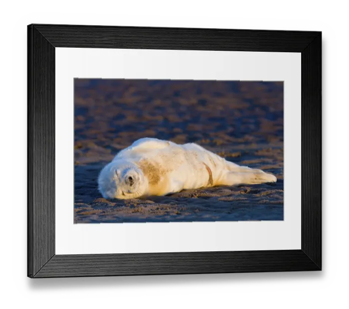 Framed Print : Grey Seal (Halichoerus grypus) Framed Print : Grey Seal (Halichoerus grypus)