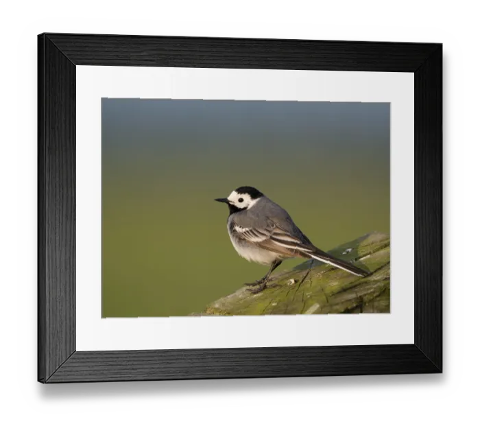 Framed Print : White wagtail (Motacilla alba) Framed Print : White wagtail (Motacilla alba)