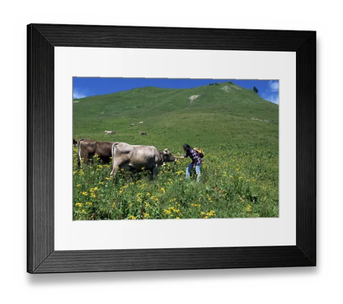 Framed Print : Fellhorn, Oberstdorf, Bavaria, Germany, cow, cows