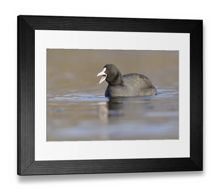 Framed Print : Coot (Fulica atra), swimming, Leipzig