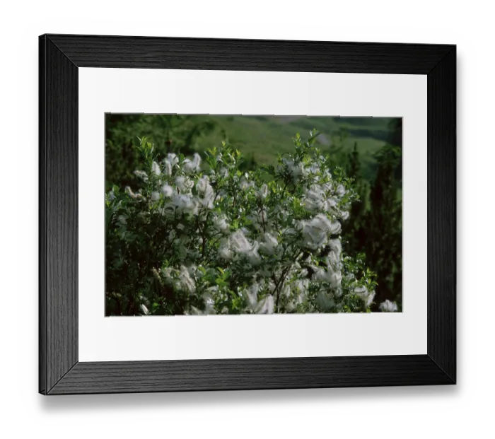 Framed Print : Halberd Willow (Salix hastata)