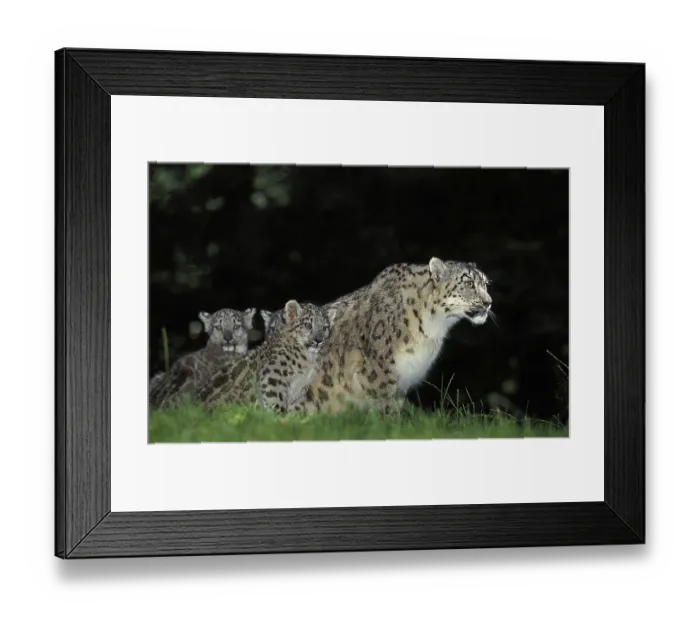 Framed Print : Snow leopard or ounce, uncia uncia