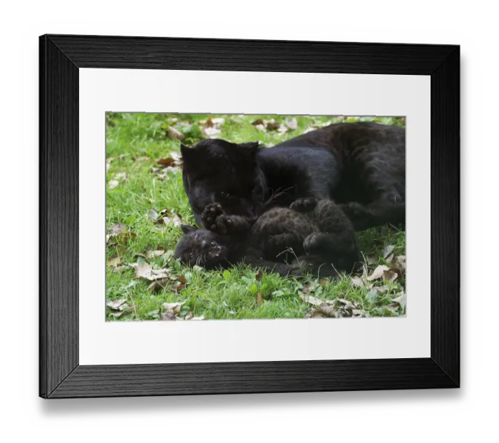 Framed Print : Black Panther (panthera pardus) Framed Print : Black Panther (panthera pardus)