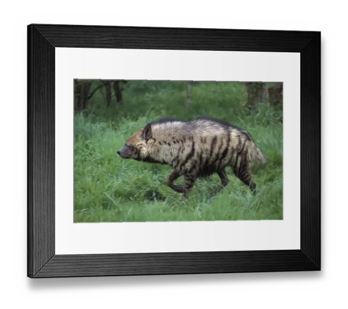 Framed Print : Striped Hyena (hyaena hyaena), Adult walking on Grass