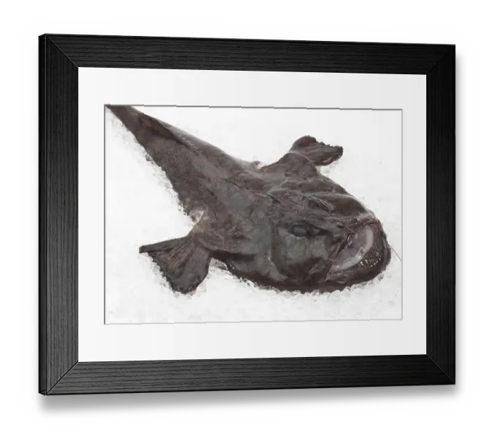 Framed Print : Monkfish (lophius piscatorius), Fresh Fish on Ice Framed Print : Monkfish (lophius piscatorius), Fresh Fish on Ice