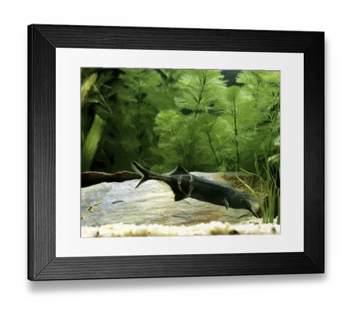 Framed Print : Gnathonemus brevicaudatus, Mormyrus petersii Framed Print : Gnathonemus brevicaudatus, Mormyrus petersii