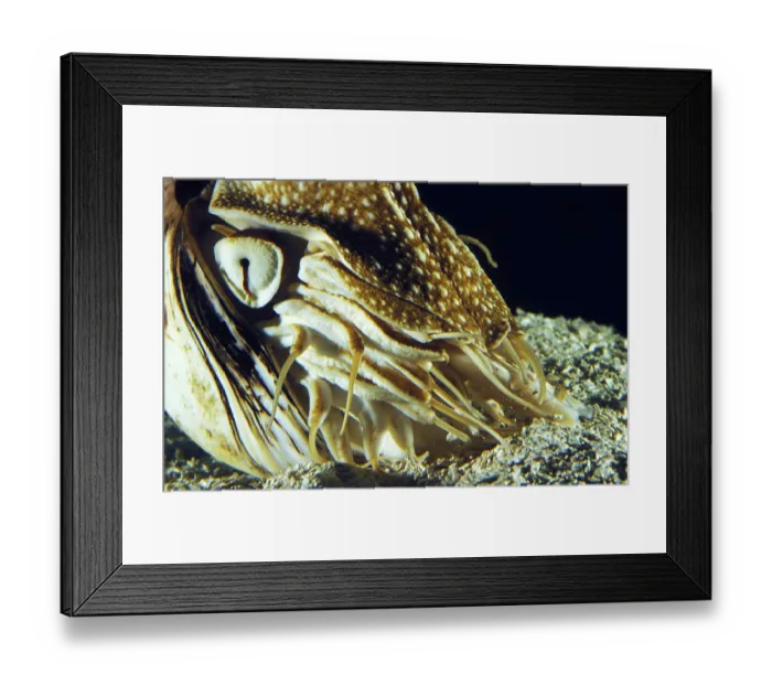 Framed Print : Nautilus, nautilus macromphalus