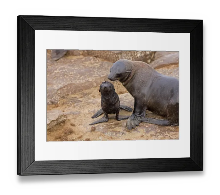 Framed Print : South African Fur Seal (arctocephalus pusillus) Framed Print : South African Fur Seal (arctocephalus pusillus)