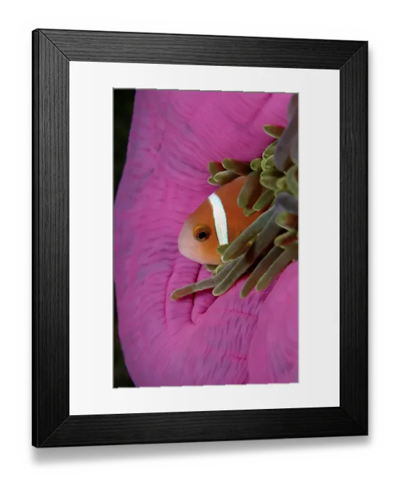 Framed Print : Black-footed Clownfish, Maldives