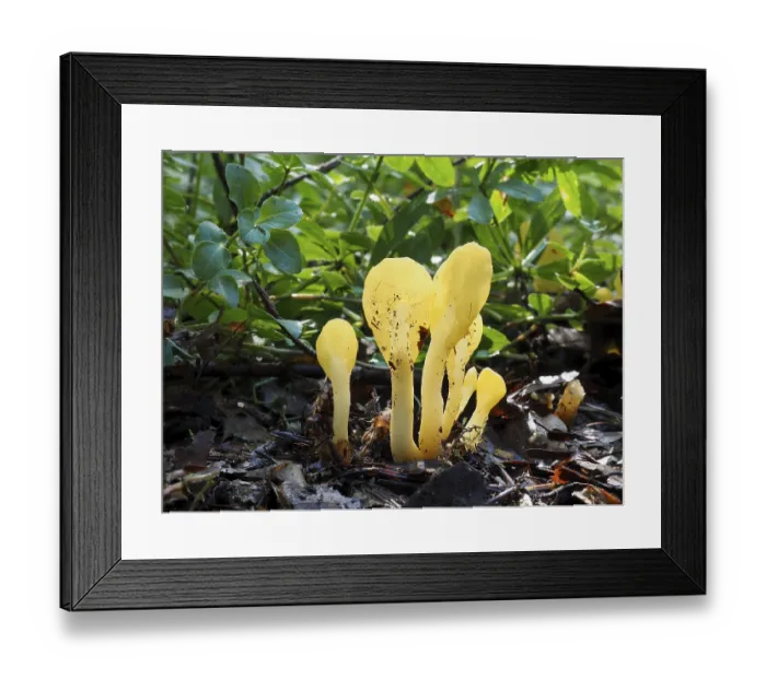 Framed Print : commonly known as the yellow earth tongue (Spathularia flavida) Framed Print : commonly known as the yellow earth tongue (Spathularia flavida)