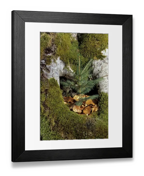 Framed Print : European spruce (Picea abies) in hollow cavity from to bemoostem beech butt