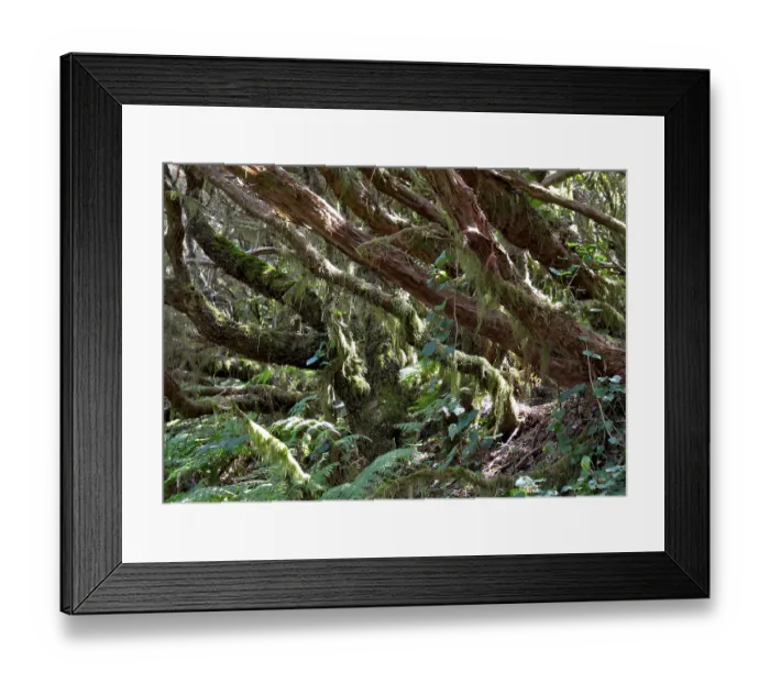 Framed Print : Las Mercedes, Laurel forest, Tenerife Framed Print : Las Mercedes, Laurel forest, Tenerife