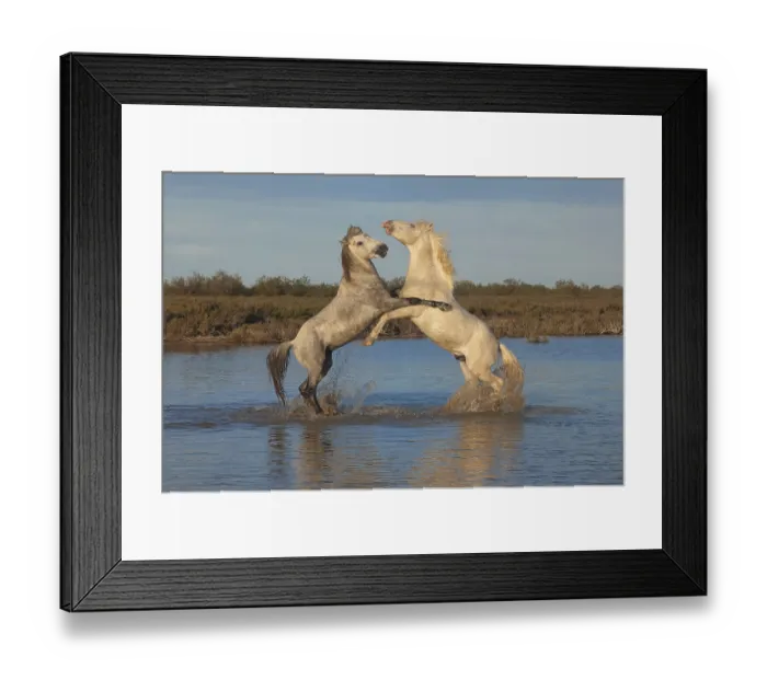 Framed Print : Camargue horses, stallions, Bouches du Rhone