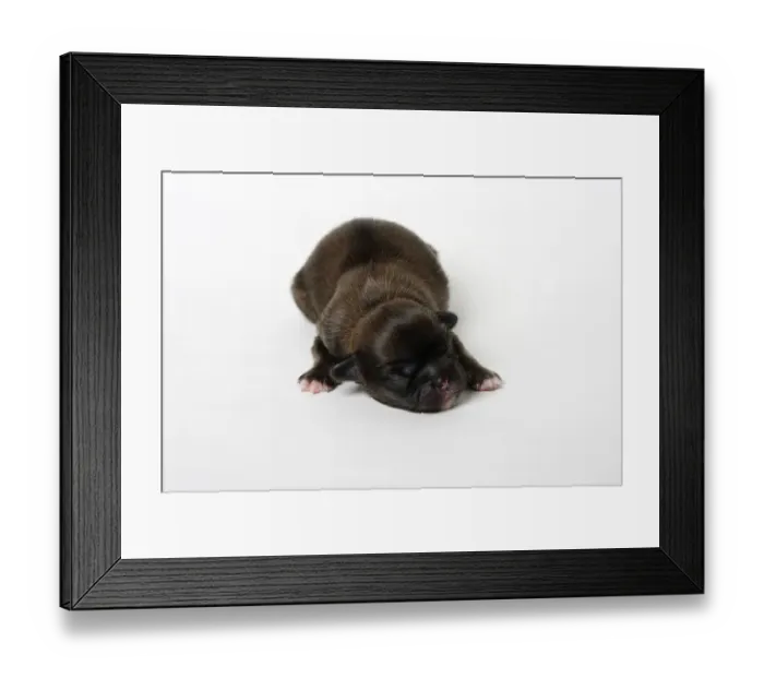 Framed Print : Tibetan Spaniel, puppy, 2 days old