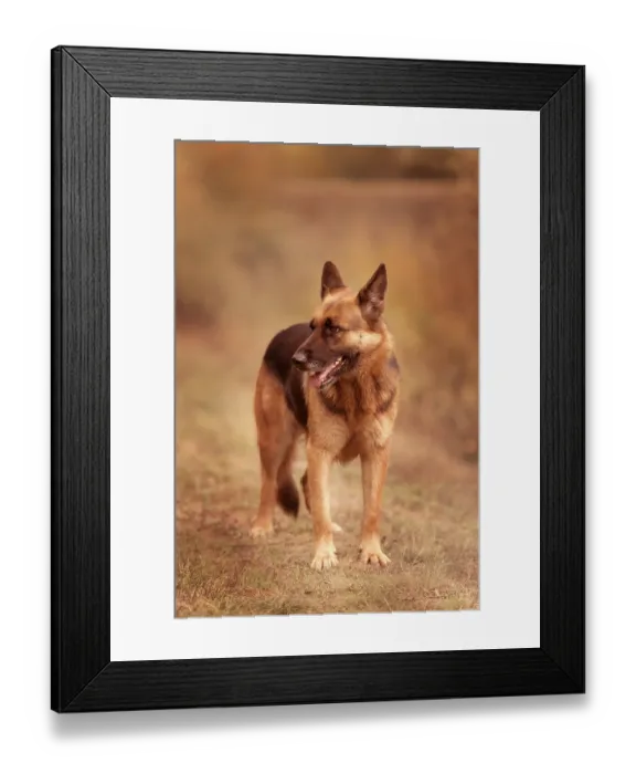 Framed Print : Adorable German shepherd standing in the grass Framed Print : Adorable German shepherd standing in the grass