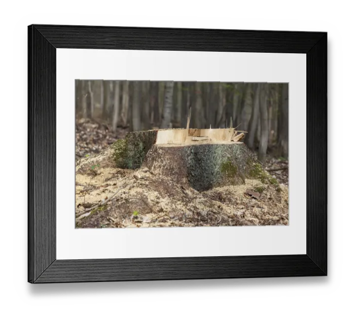 Framed Print : Logging felled tree Framed Print : Logging felled tree