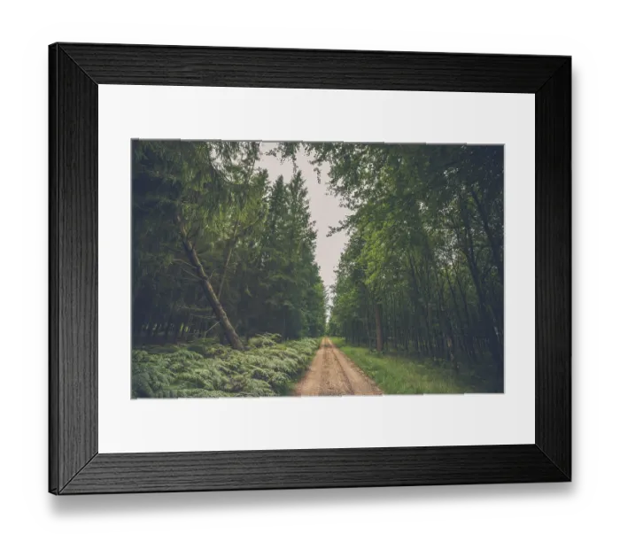 Framed Print : Forest trail with fern and a fallen pine tree Framed Print : Forest trail with fern and a fallen pine tree