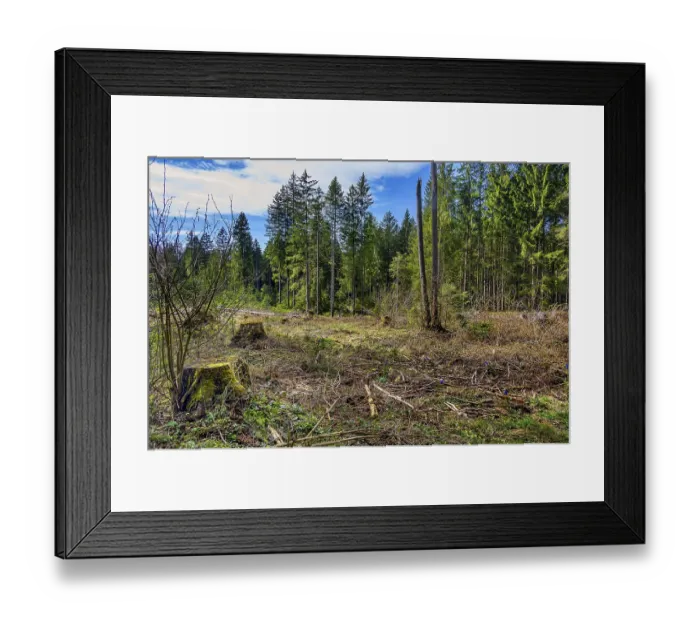 Framed Print : Spruce forest, pole forest with clear cut Framed Print : Spruce forest, pole forest with clear cut