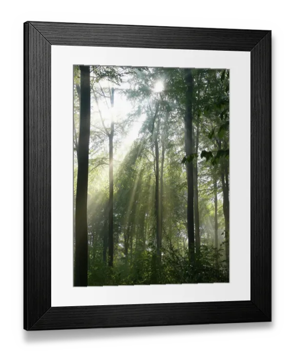 Framed Print : Deciduous forest in spring, fog in the forest Framed Print : Deciduous forest in spring, fog in the forest