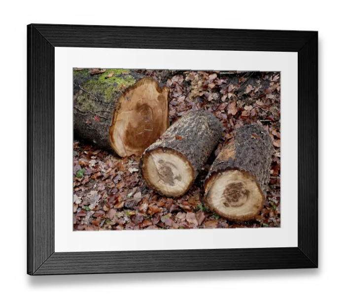 Framed Print : Oak trunks in the forest, freshly cut