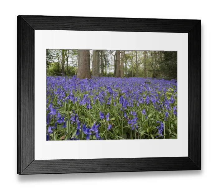 Framed Print : Bluebells in Staffhurst Woods near Oxted Surrey