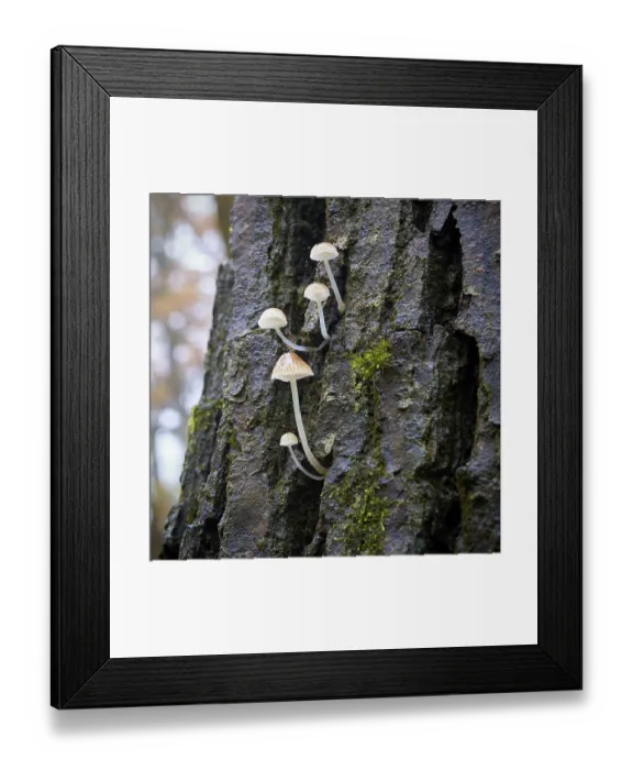 Framed Print : Bonnets (Mycena) on a dead tree trunk in the forest Framed Print : Bonnets (Mycena) on a dead tree trunk in the forest