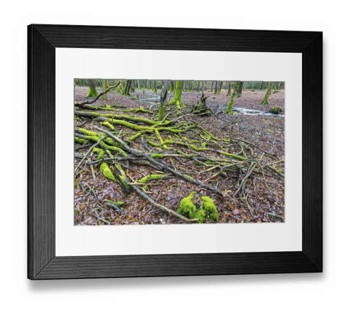 Framed Print : Forest brook in einem Mischwald
