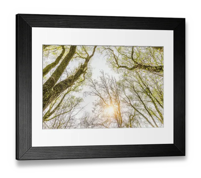 Framed Print : Looking up at the sun through a green willows and poplars trees forest during spring