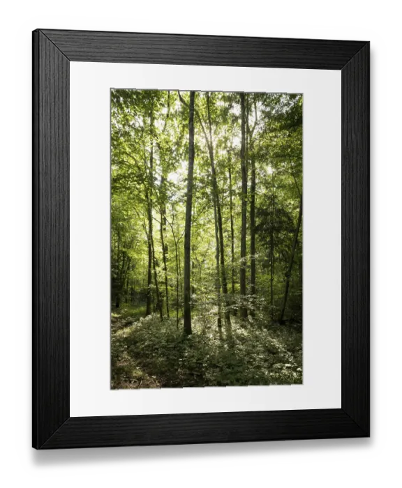 Framed Print : Bottom view of impressive spruce trees in the forest