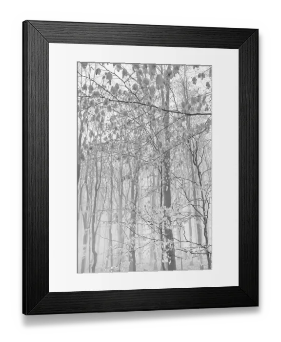 Framed Print : Beech forest in the fog, Ore Mountains