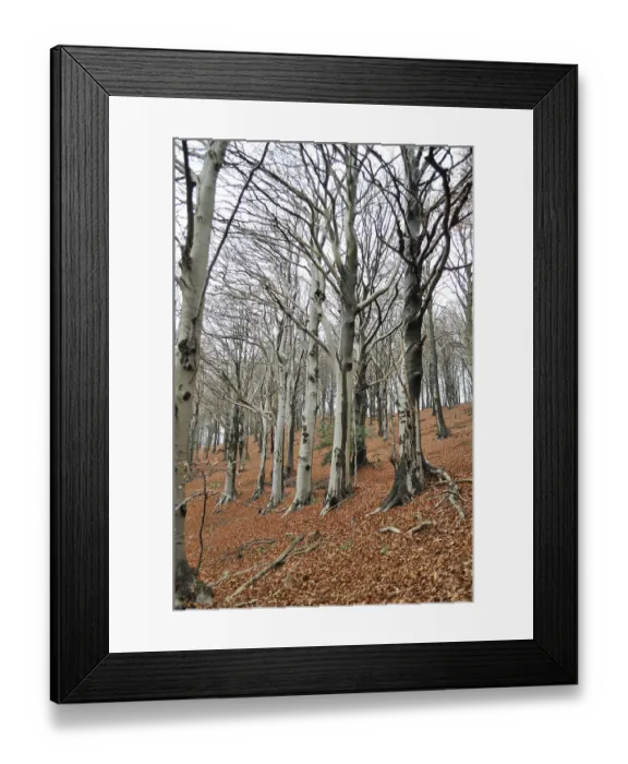 Framed Print : Beech forest, italy