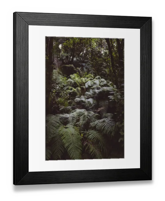 Framed Print : A dense forest full of green ferns and tree trunks Framed Print : A dense forest full of green ferns and tree trunks