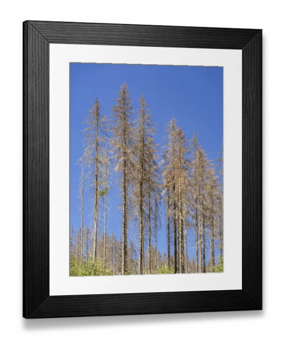 Framed Print : Dead, dead spruces (Picea), tree death near Goslar