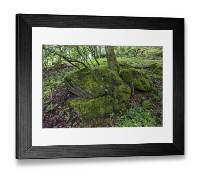 Framed Print : Stones and trees overgrown with moss in the forest at Schaumberg Framed Print : Stones and trees overgrown with moss in the forest at Schaumberg