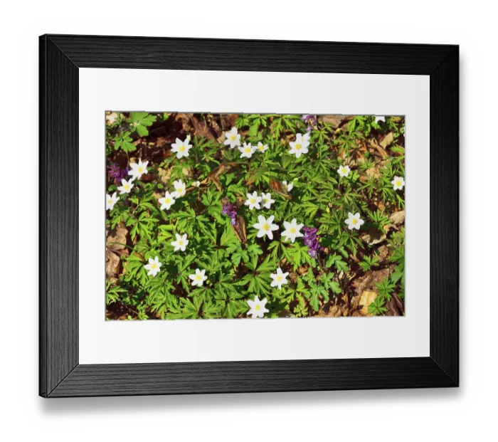 Framed Print : Blossoms of wood anemone (Anemone nemorosa) on forest floor at Monchsberg