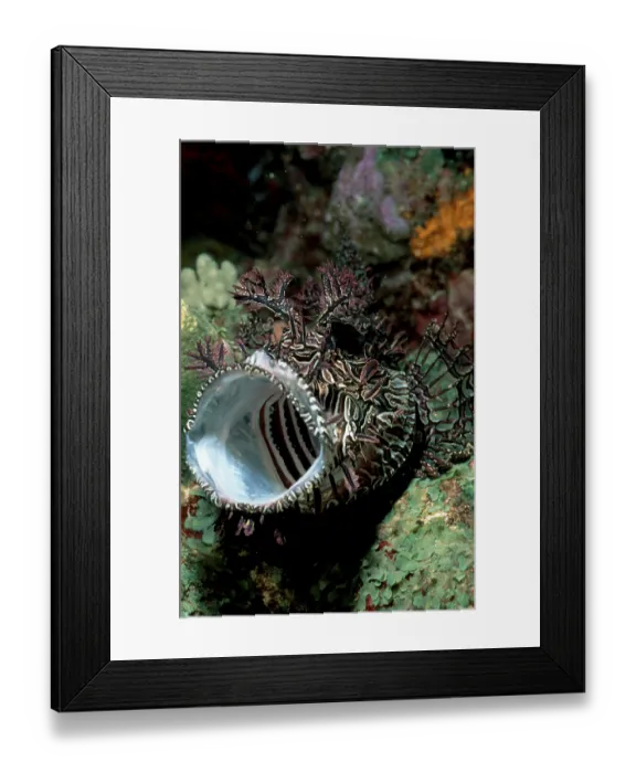 Framed Print : Merlet's Scorpionfish (Pisces) (Rhinopias aphanes)