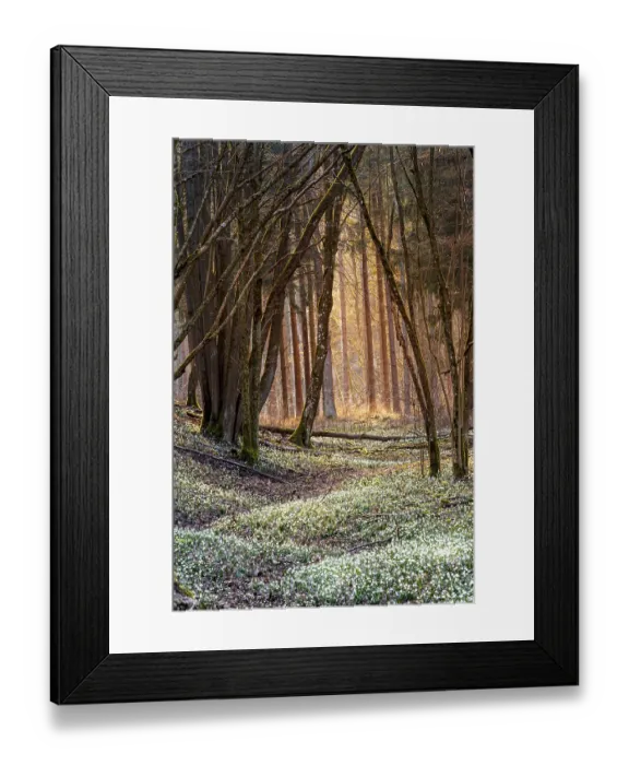 Framed Print : Spring snowflake (Leucojum vernum) Framed Print : Spring snowflake (Leucojum vernum)