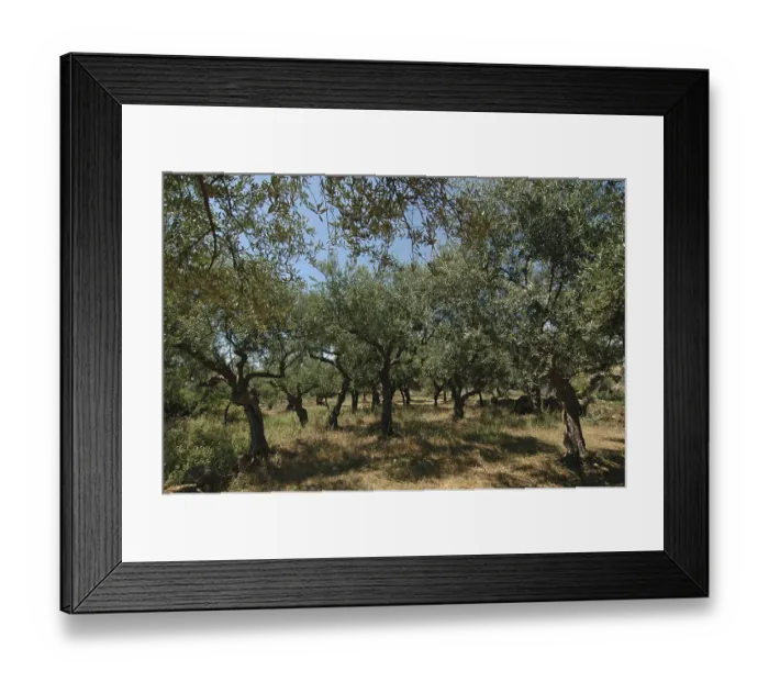 Framed Print : Olive grove in Mani, Peloponnese