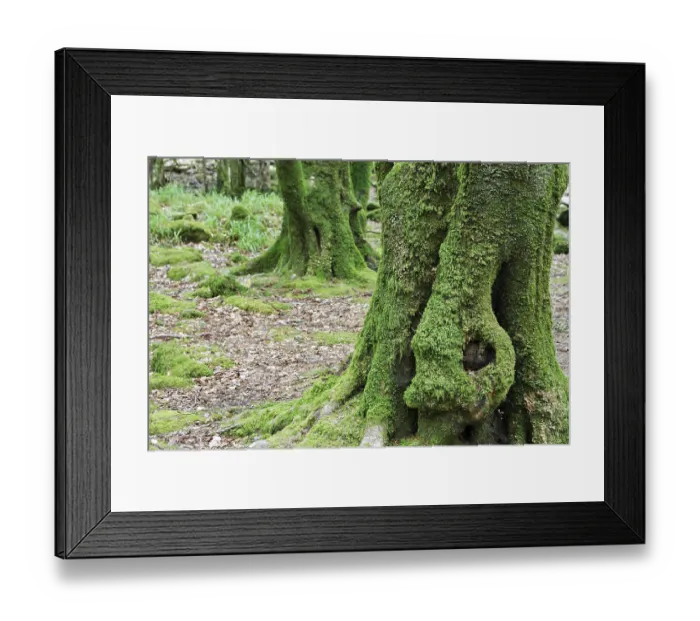 Framed Print : Trees covered with moss near the torc waterfall of the Owengarriff River Framed Print : Trees covered with moss near the torc waterfall of the Owengarriff River