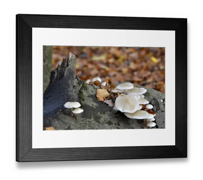 Framed Print : Fungus on a tree trunk in the forest Framed Print : Fungus on a tree trunk in the forest