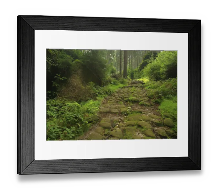 Framed Print : Forest, woodland Framed Print : Forest, woodland
