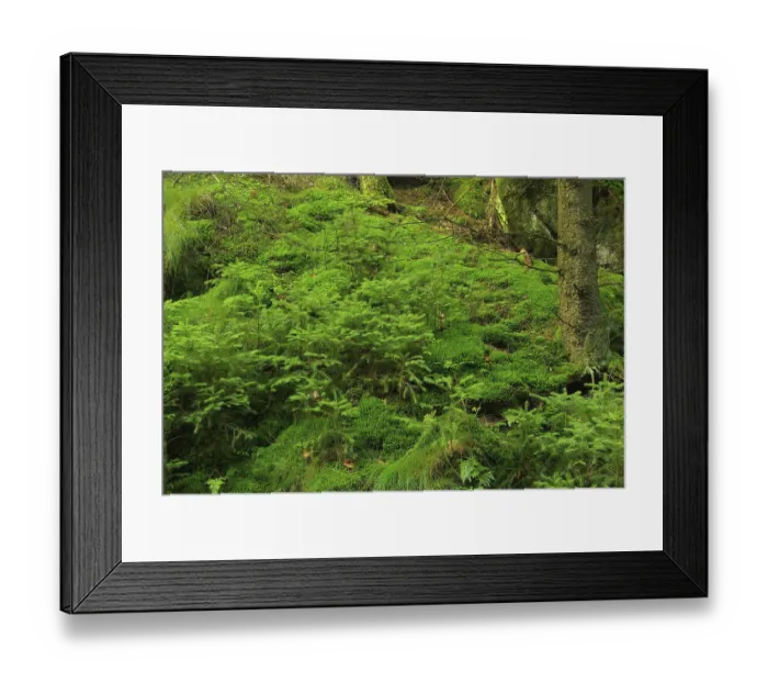 Framed Print : Forest, woodland
