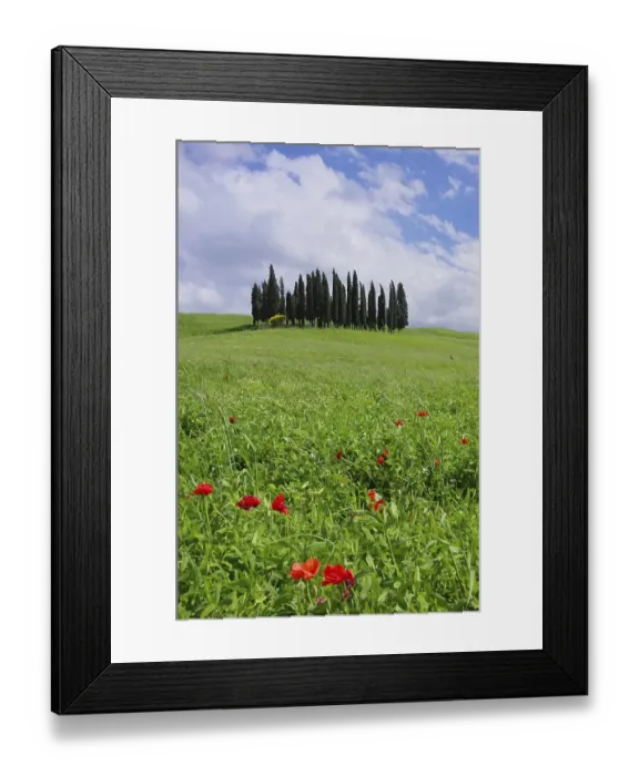 Framed Print : Tuscany forest 13