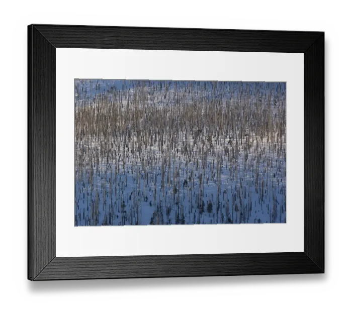 Framed Print : Waldsterben forest dieback Framed Print : Waldsterben forest dieback