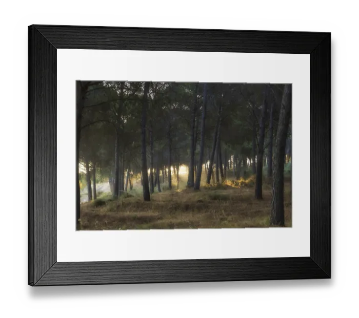 Framed Print : Landscape of a pine forest at sunrise illuminated by the sun with yellow lights