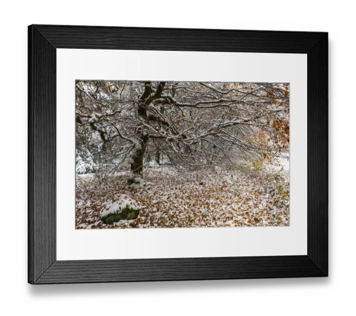 Framed Print : Beech with autumn leaves and snow